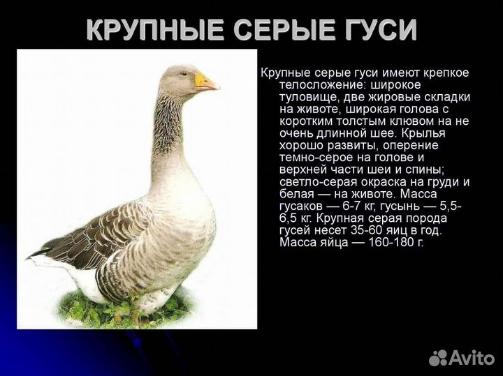 Гусь. Гусята. Цыплята бройлеры и помесные