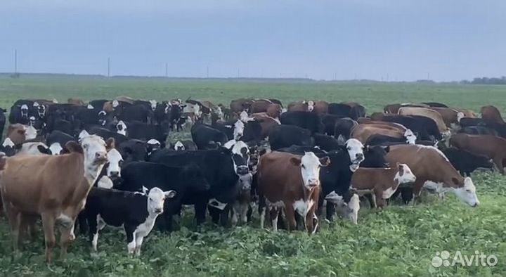 Коровы с телятами