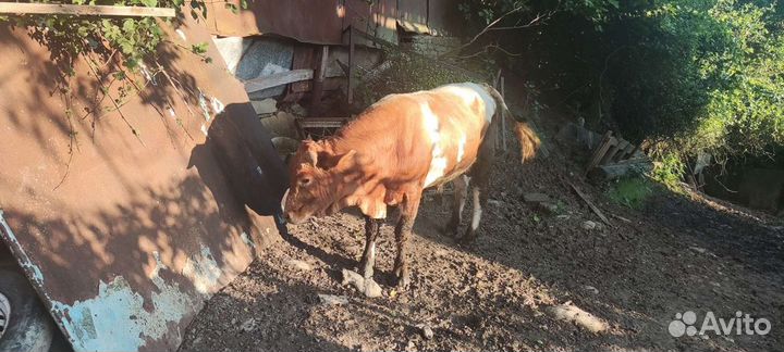 Телята бычки