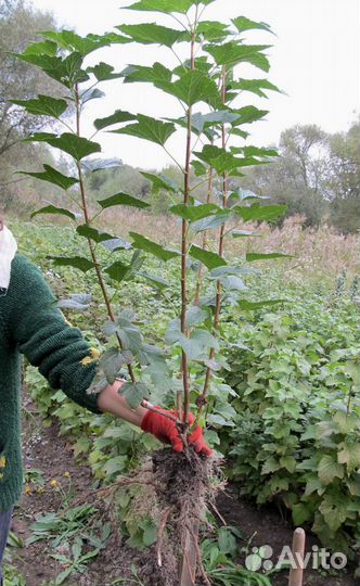 Черная смородина,жимолость,крыжовник,орех,малина