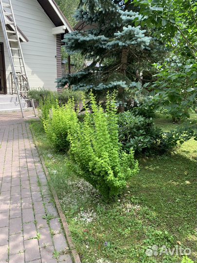 Кусты барбарис
