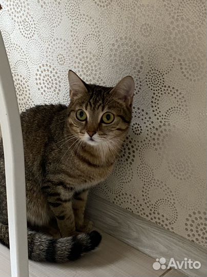 Кошка сибирская