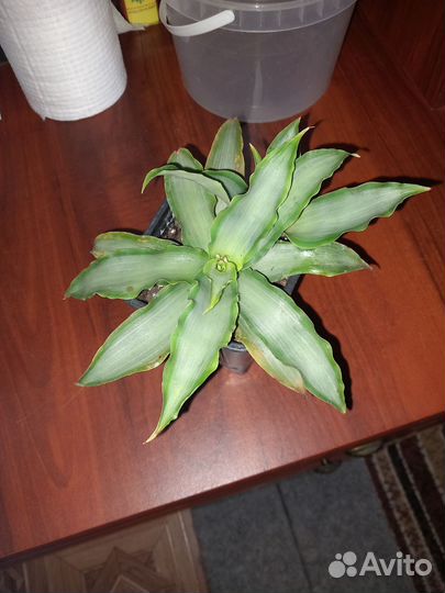 Фуксия. Аглаонемы. Эсхинантус. Мурдания