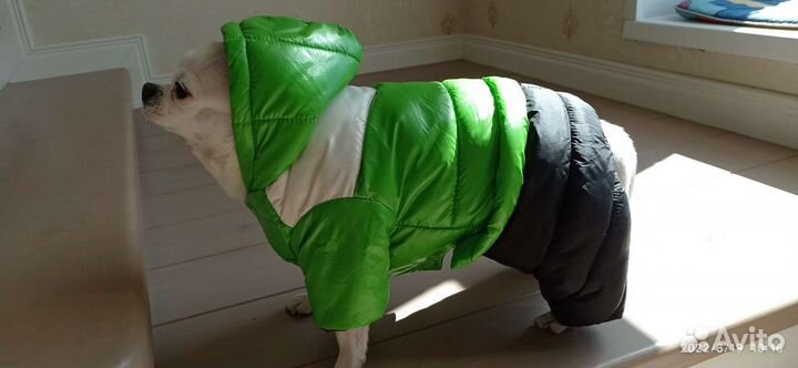 Зимний комбинезон для маленькой собачки
