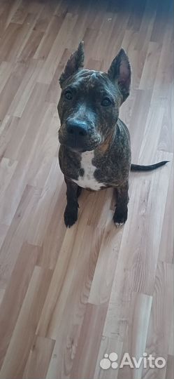 Амстафф в добрые руки