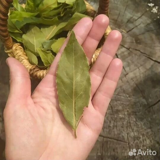 Лавровый лист из Абхазии