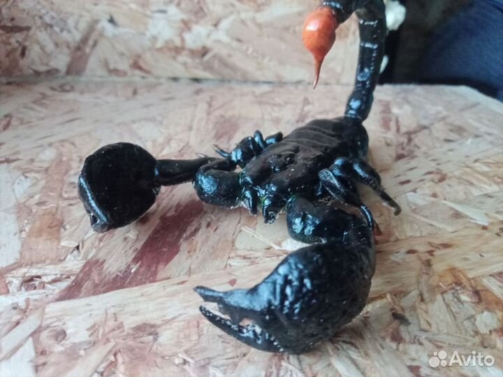 Скорпионы, пауки, змеи из полимерной глины