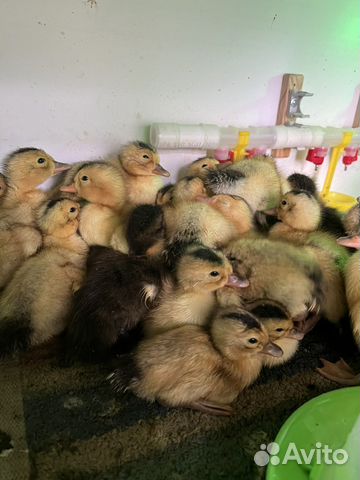 Утята Гусята муларды индоутки башкирки