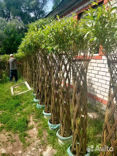 Плетеные деревья из ивы