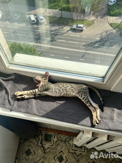 Ориентальные котята