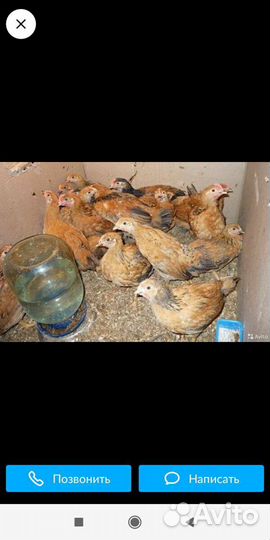 Инкубационные яйца Пушкинские, Кучинские