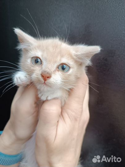 Котёнок-мальчик в добрые руки