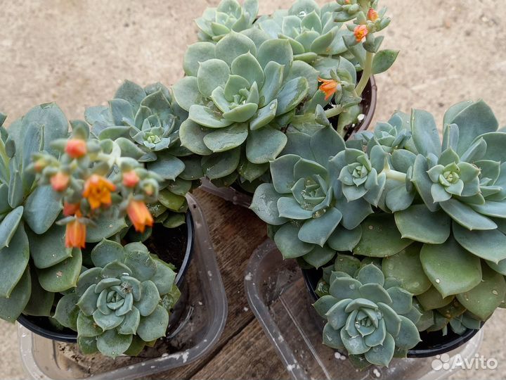 Цветы. Суккуленты