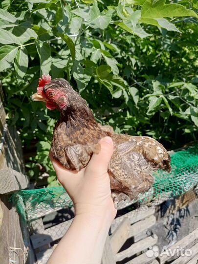 Курочки малазийской серамы