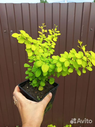 Барбарис Тунберга