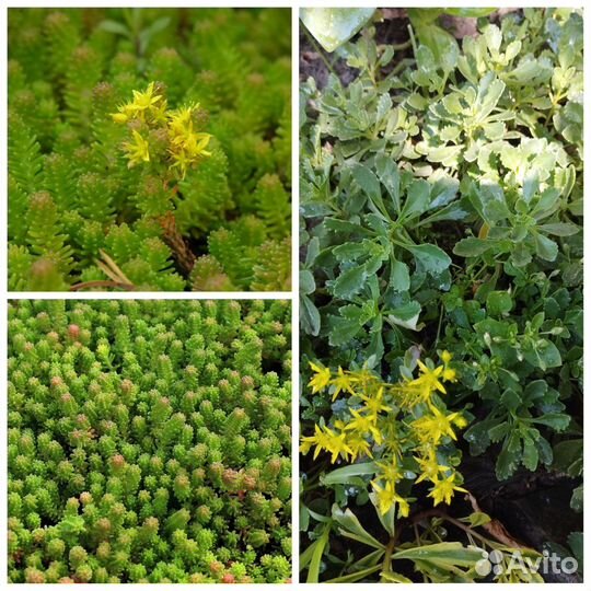 Растения для сада