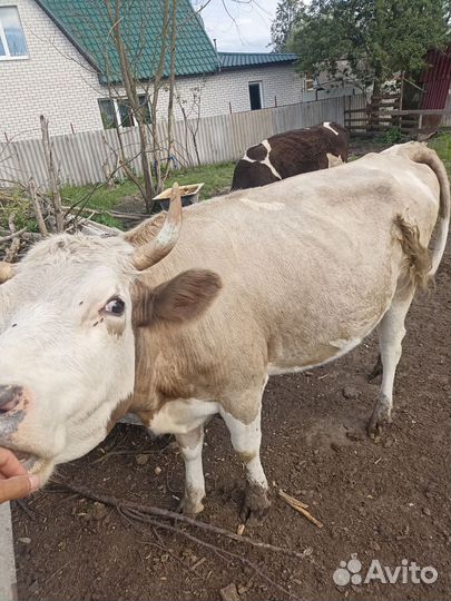 Корова стельная дойная