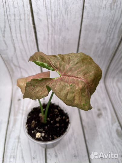 Сингониум Pink Pastel