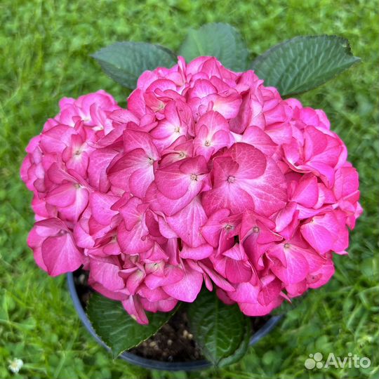 Гортензия крупнолистная