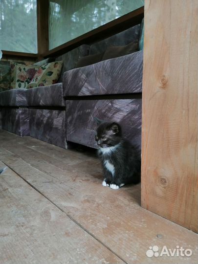 Отдам котенка в добрые руки