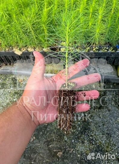 Зкс и окс Сосна Ель Лиственница сеянцы Голуб горн