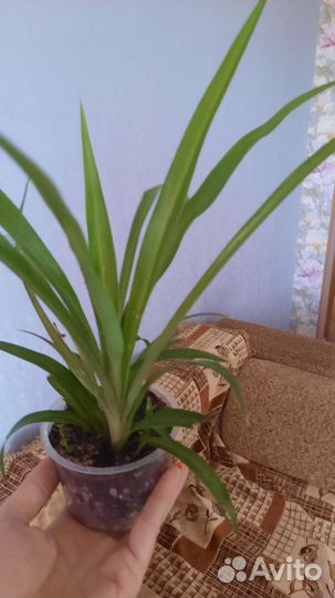 Хлорофитум