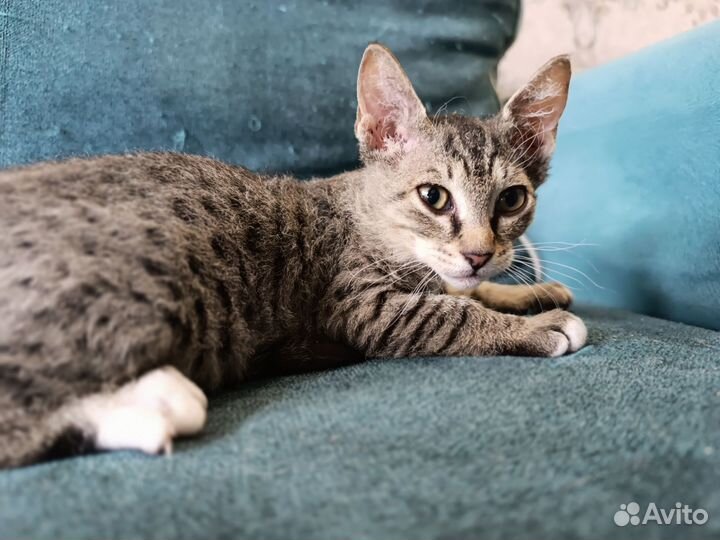 Кошки в добрые руки бесплатно