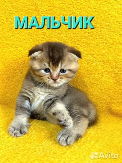 Шотландские вислоухие котята