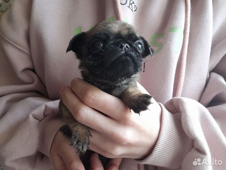 Щенки мопса Мальчики