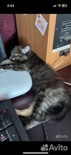 Отдам котенка в добрые руки