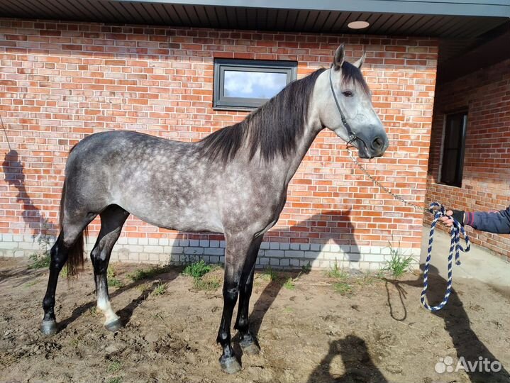 Жеребец орловский рысак