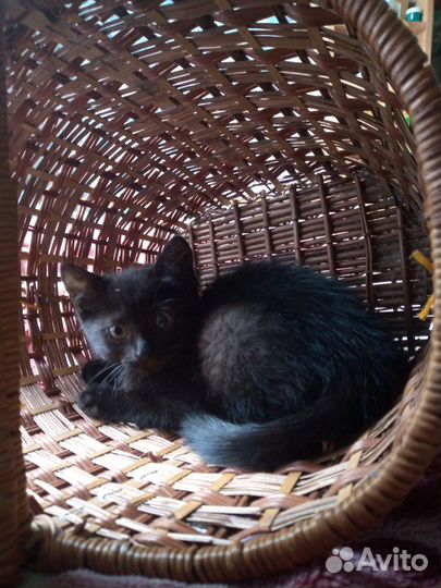 Котята в добрые руки даром
