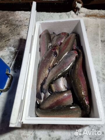 Доставка форели в день вылова