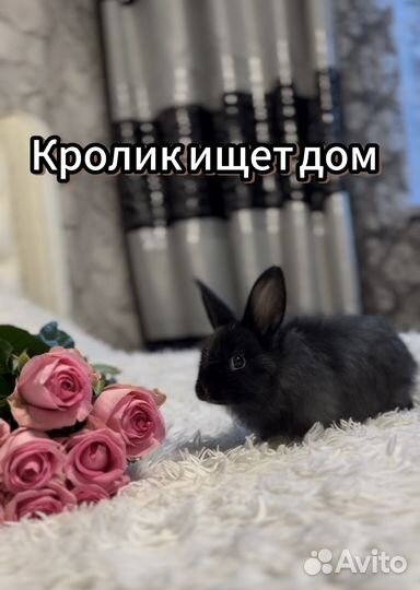Декоративные кролики