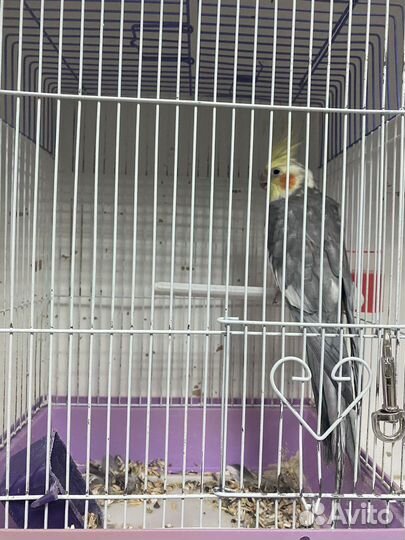 Попугай Корелла