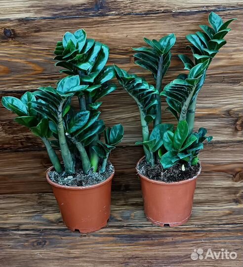 Замиакулькас Зензи