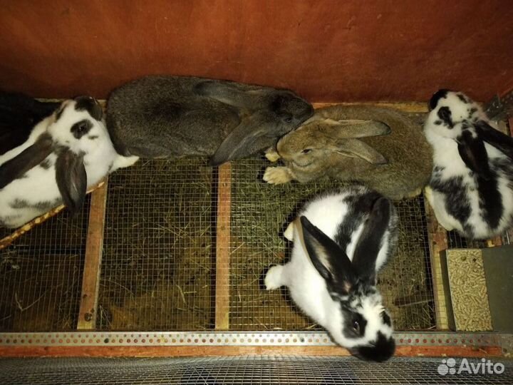 Продам кроликов на разведение и мясо разных пород