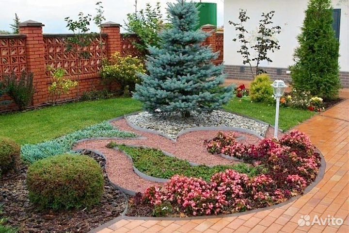 Семена ель голубая Мажестик и др виды