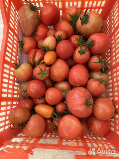 Продам помидорки со своего огорода
