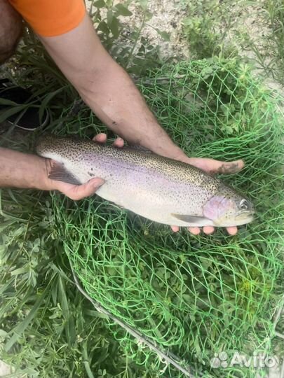 Форель Лосось в родниковой воде