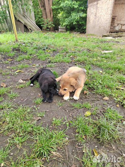 Отдам бесплатно щенят в добрые руки