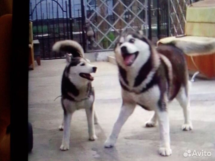 Сибирский хаски