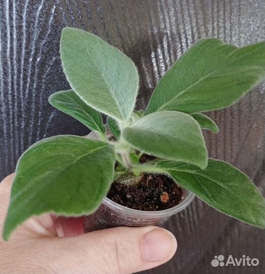 Синнингия белоопушенная (Sinningia leucotricha)