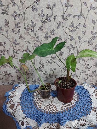 Комнатные растения цветы