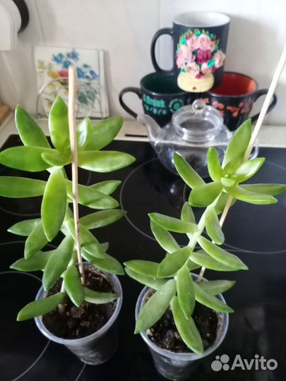 Филодедрон Краснеющий и др