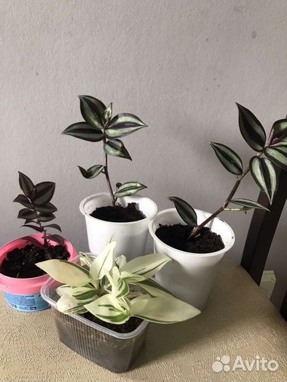 Традесканция