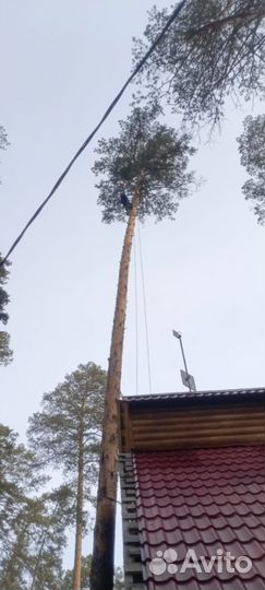 Спил деревьев
