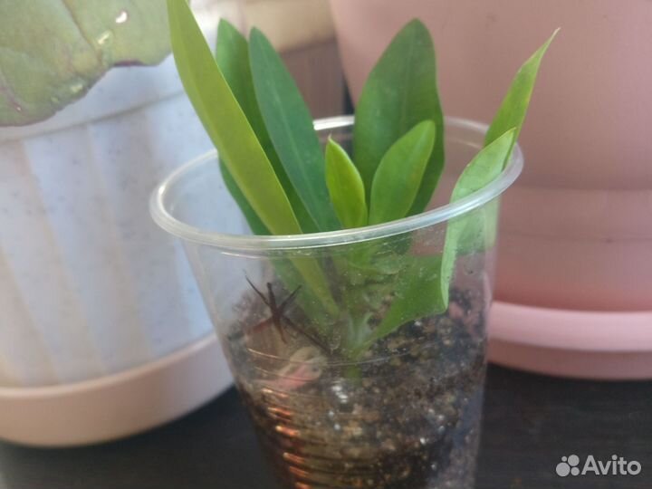 Молочай мили Эуфорбия