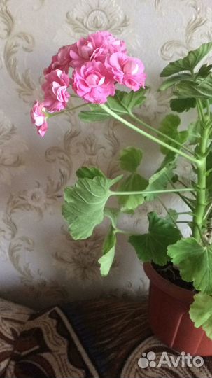 Комнатные цветы герань