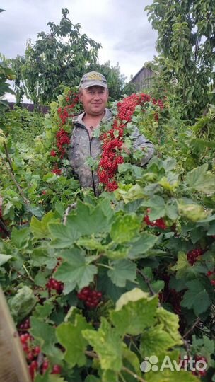 Саженцы Крыжовника